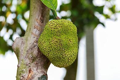 官方公布PS串流掌机玩家高峰时段 比起PS5晚1小时